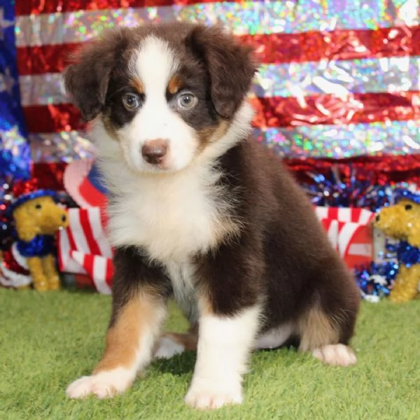 Australian Shepherd (cuccioli maschio e femmina)