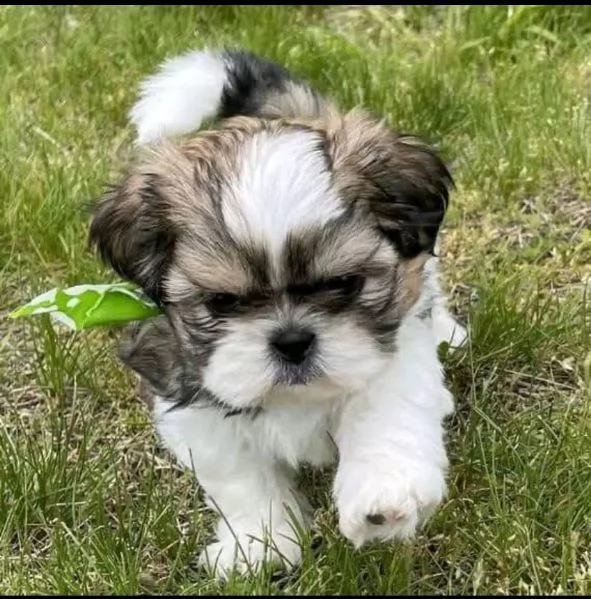 Shih Tzu Mini Toy (cuccioli maschio e femmina)