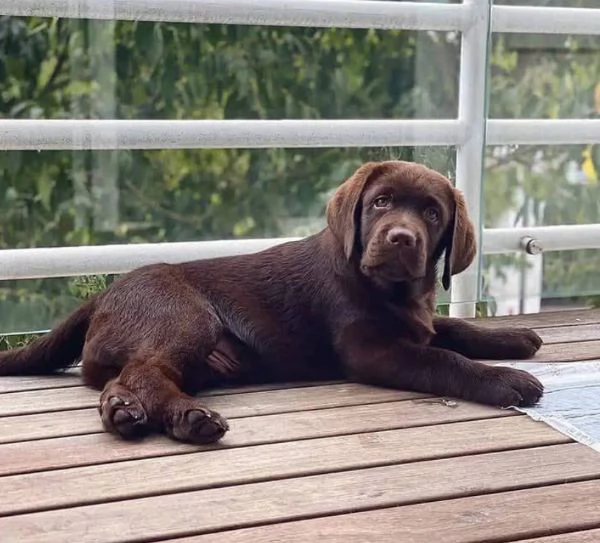  Labrador Retriever (cuccioli maschio e femmina)