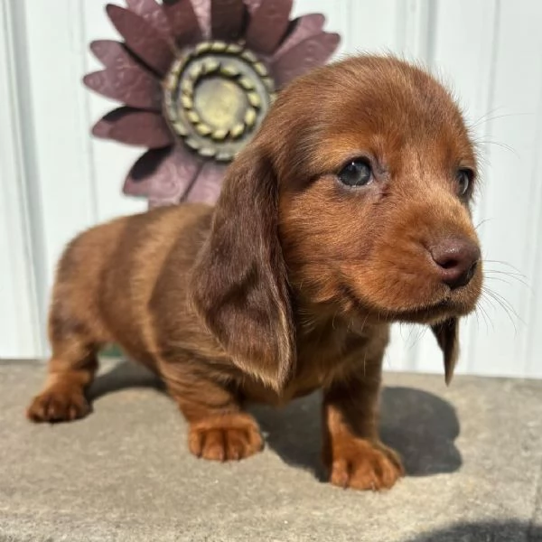 Bassotto (cuccioli maschio e femmina)