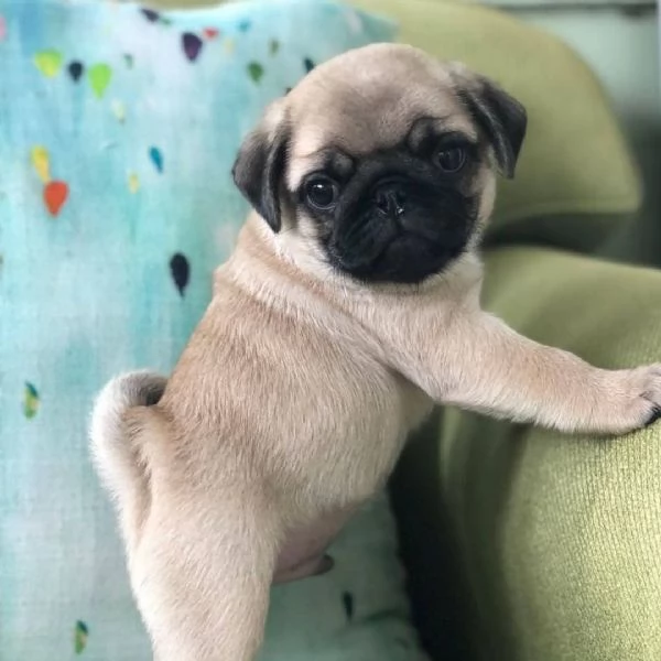 Carlino (Pug) (cuccioli maschio e femmina) | Foto 0