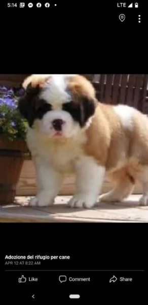 San Bernardo (cuccioli maschio e femmina)