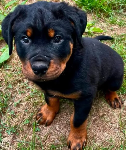 Rottweiler (cuccioli maschio e femmina)