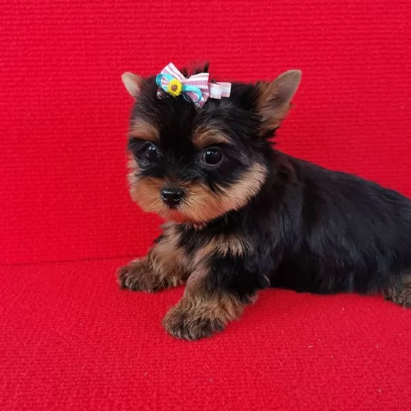 Yorkshire Terrier (cuccioli maschio e femmina)