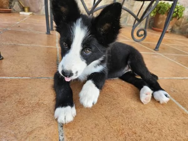 Border Collie (cuccioli maschio e femmina)