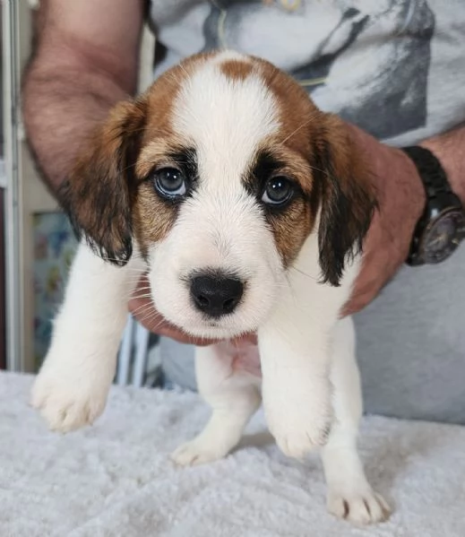 Cuccioli Jack Russel Terrier 