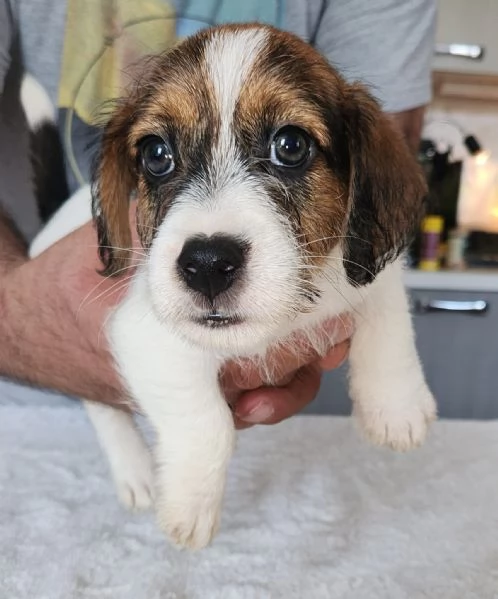 Cuccioli Jack Russel Terrier  | Foto 3