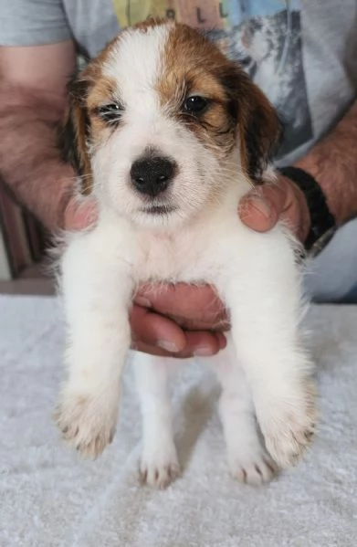 Cuccioli Jack Russel Terrier  | Foto 2