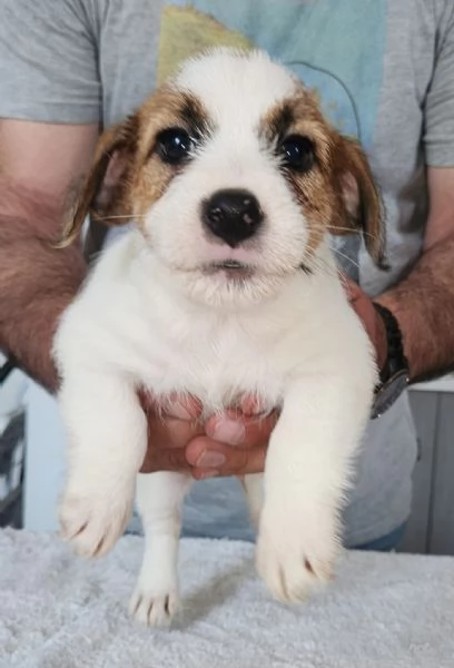 Cuccioli Jack Russel Terrier  | Foto 1