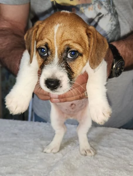 Cuccioli Jack Russel Terrier  | Foto 0