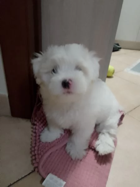 Maltese maschio 2 mesi 