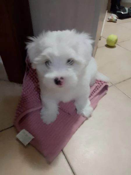 Maltese maschio 2 mesi  | Foto 0