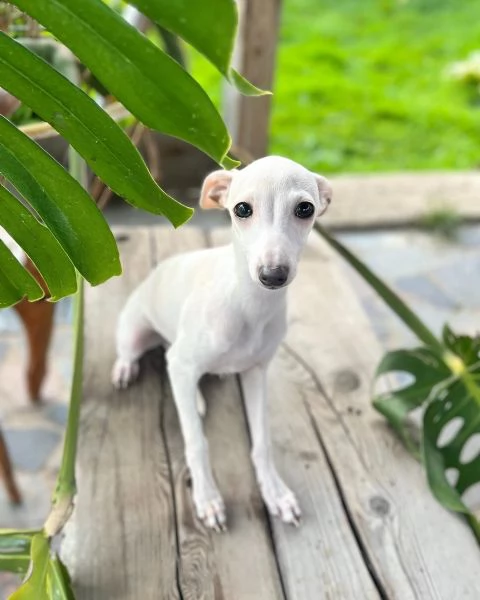 Bellissimi cuccioli di Greyhound italiani