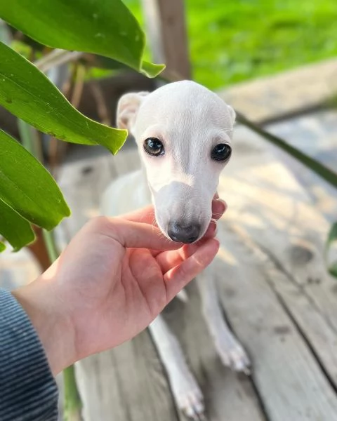 Bellissimi cuccioli di Greyhound italiani | Foto 0