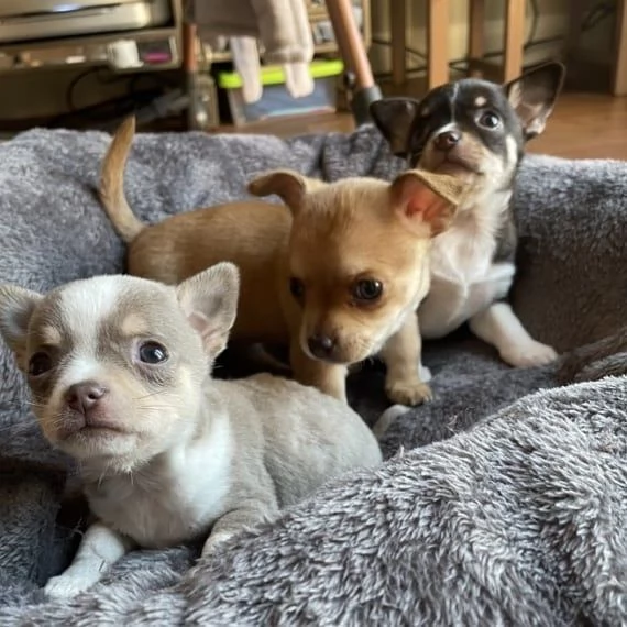 Geweldige chihuahua-puppy's