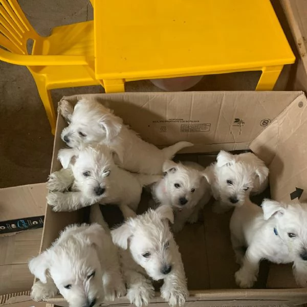 Bichon puppy's