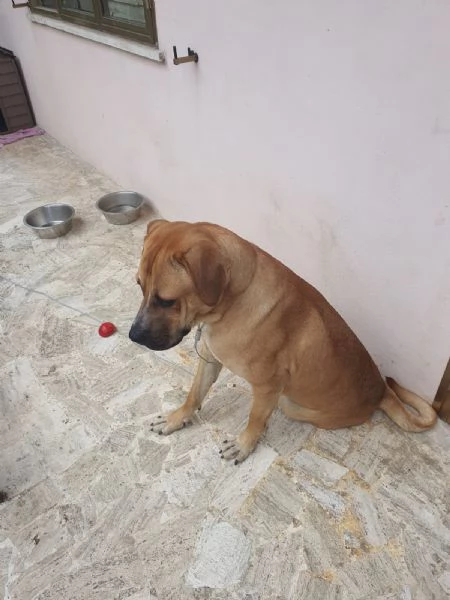 Regalo cane di quasi 2 anni 