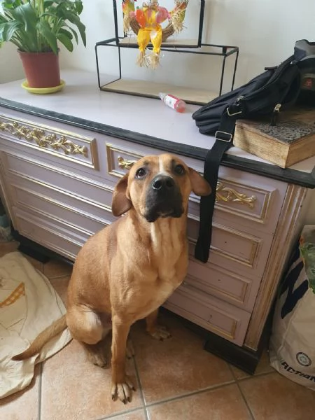 Regalo cane di quasi 2 anni  | Foto 2