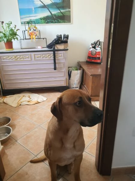 Regalo cane di quasi 2 anni  | Foto 1