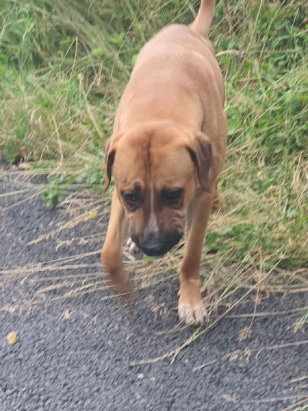 Regalo cane di quasi 2 anni  | Foto 0