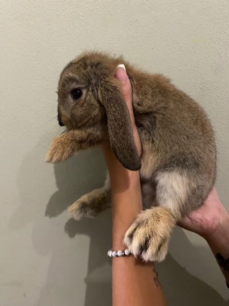 Cuccioli di coniglio