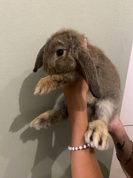 Cuccioli di coniglio | Foto 1