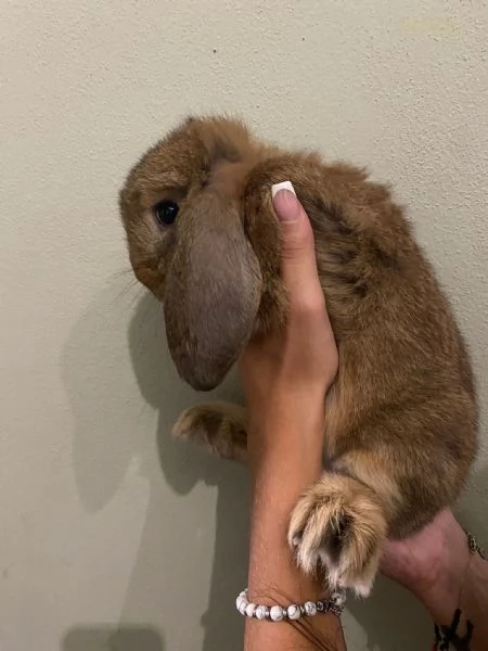 Cuccioli di coniglio | Foto 0