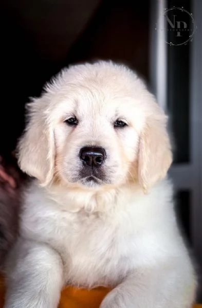 Golden Retriever Cuccioli Bellissimi | Foto 3
