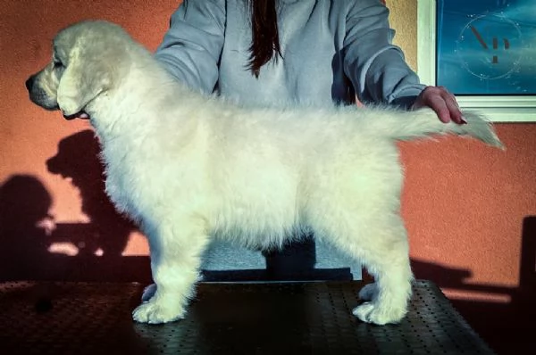 Golden Retriever Cuccioli Bellissimi | Foto 2