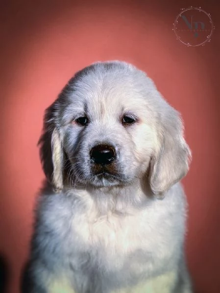 Golden Retriever Cuccioli Bellissimi | Foto 1