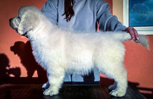 Golden Retriever Cuccioli Bellissimi | Foto 0