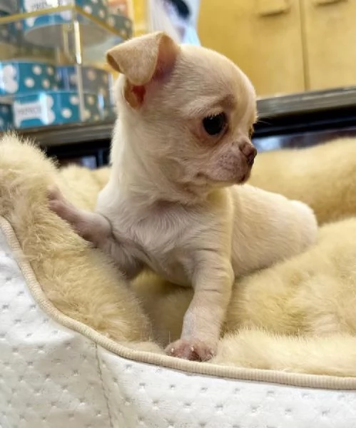 4. Chihuahua Toy (cuccioli maschio e femmina)