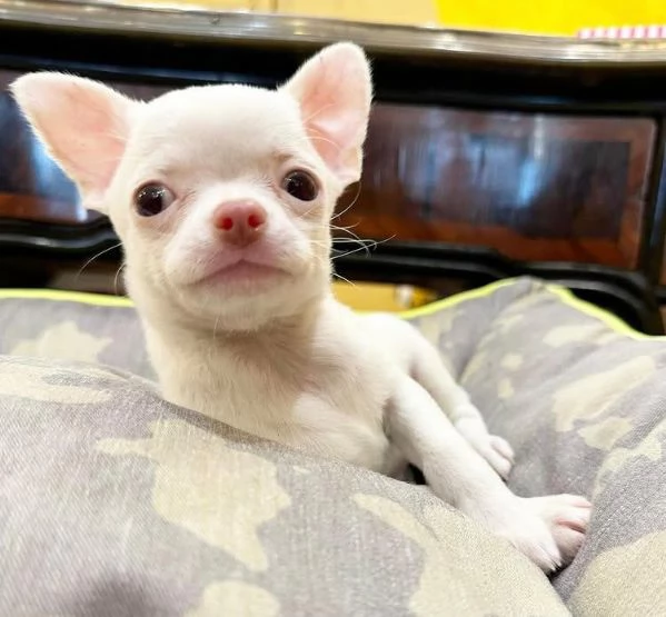 4. Chihuahua Toy (cuccioli maschio e femmina) | Foto 1