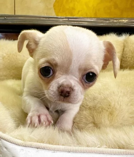 4. Chihuahua Toy (cuccioli maschio e femmina) | Foto 0