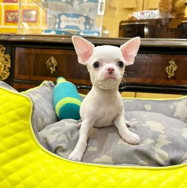  Chihuahua Toy (cuccioli maschio e femmina)