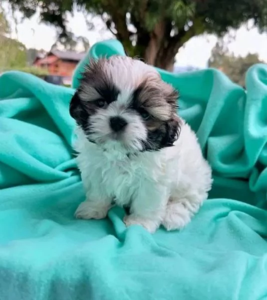 Shih Tzu Mini Toy (cuccioli maschio e femmina) | Foto 0