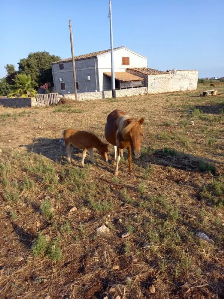 Vendita di pony | Foto 0