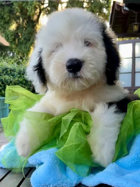 BOBTAIL CUCCIOLI ALTISSIMA GENEALOGIA