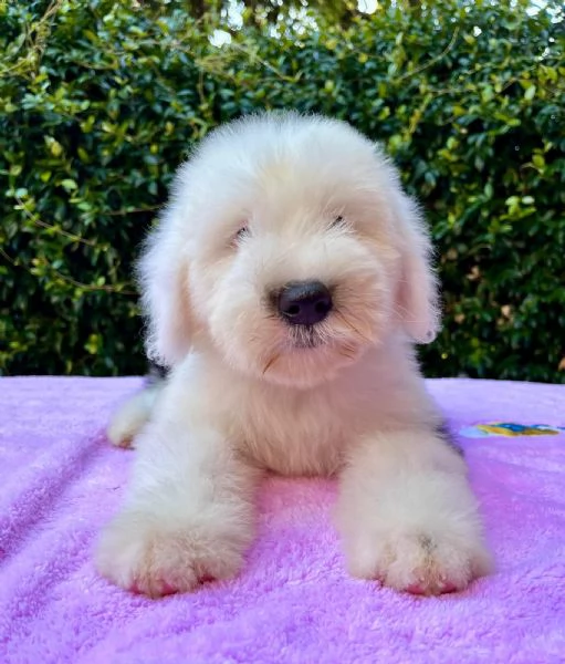 BOBTAIL CUCCIOLI ALTISSIMA GENEALOGIA | Foto 5