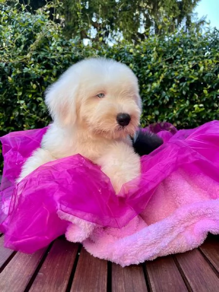 BOBTAIL CUCCIOLI ALTISSIMA GENEALOGIA | Foto 4