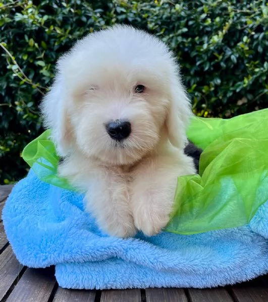 BOBTAIL CUCCIOLI ALTISSIMA GENEALOGIA | Foto 3