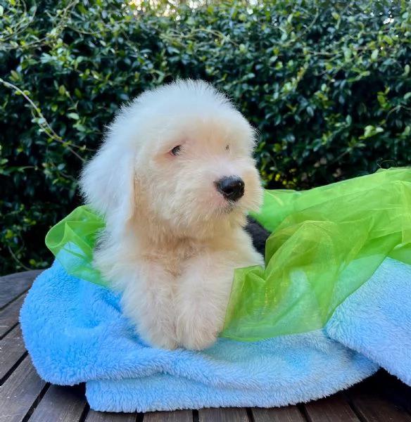 BOBTAIL CUCCIOLI ALTISSIMA GENEALOGIA | Foto 2