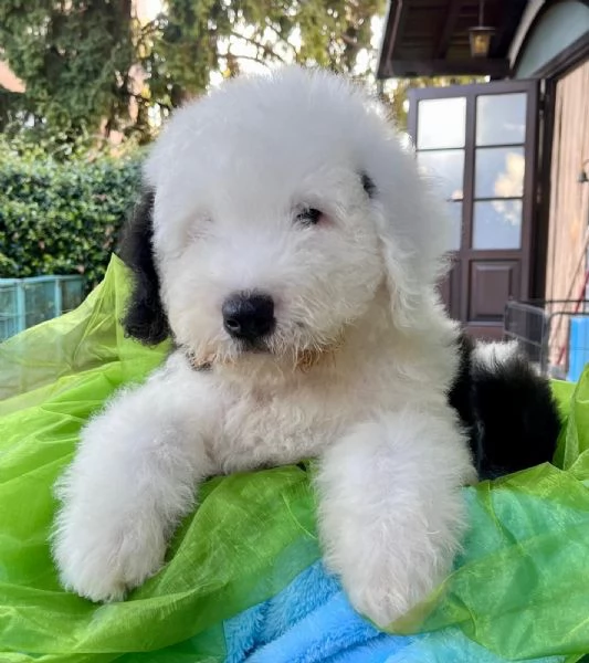 BOBTAIL CUCCIOLI ALTISSIMA GENEALOGIA | Foto 1