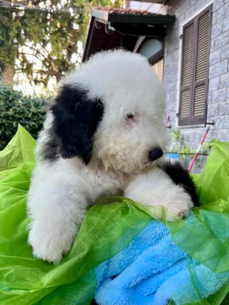 BOBTAIL CUCCIOLI ALTISSIMA GENEALOGIA | Foto 0