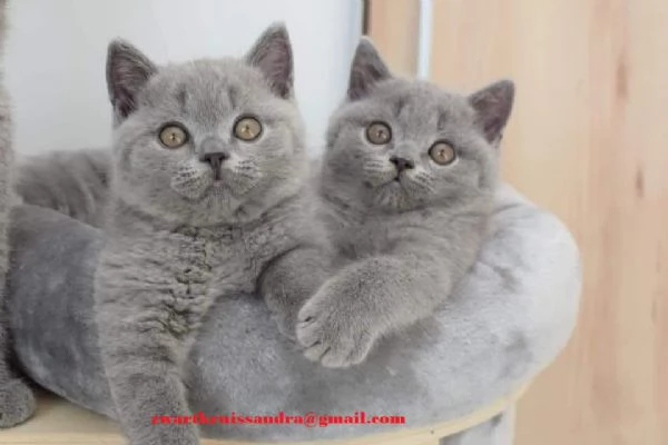 Cucciolo di British Shorthair con pedigree
