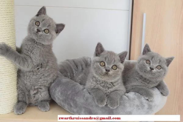 Cucciolo di British Shorthair