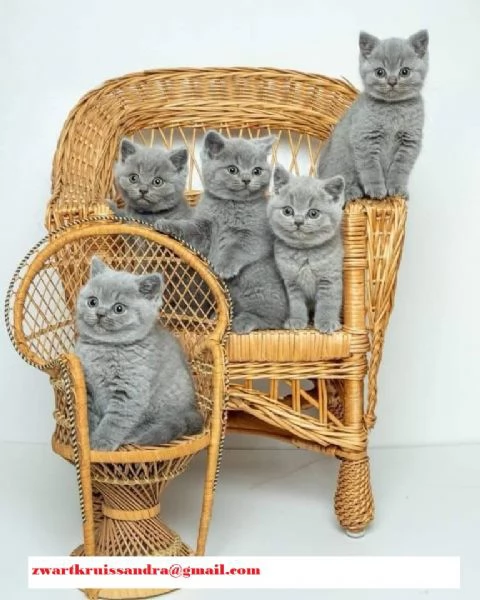 Gattini Cuccioli British Shorthair 