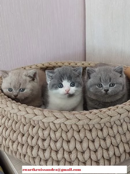 Gattini British Shorthair