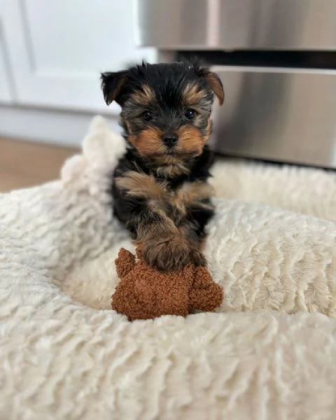 Cuccioli di Yorkshire Terrier in miniatura in regalo | Foto 0