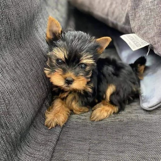 Cuccioli di Yorkshire Terrier in miniatura in regalo